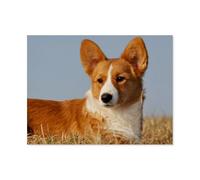 jigsaw 1000 pieces，Welsh Corgi，DIY Art for Grown Ups Adults（75x50cm）-AP37