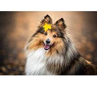 Jigsaw 500 Piece/Shetland Sheepdog Autumn Leaves/Puzzles Impossible Jigsaw For Adults And Kids，Brain Challenge Puzzle For Kids Educational Games Giftsize 52x38CM