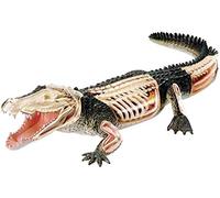 Jigsaw Mounting Organ Animal Anatomy Toy Crocodile Suitable A Teaching Model