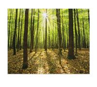 Jigsaw Puzzle 1000 Piece，Autumn Forest with Trees and Sunlight，Adult Puzzle DIY Kit wooden Puzzle Modern Home Decor Unique Gift（75x50cm）-W7