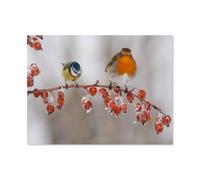Jigsaw Puzzle 1000 Piece，Bird, robin，For Teenagers And Adults Paper Puzzle Unique Home Decorations And Gifts（38x26cm）-H91