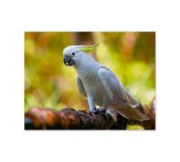Jigsaw Puzzle 1000 Piece，Birds of Australia，Paper Jigsaw Puzzle for Kids Adult, Puzzle Game Toys Gift for Wall Decoration（38x26cm）-AR35