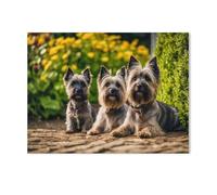 Jigsaw Puzzle 1000 Piece,Cairn Terrier - funny robber dog, Scotland,Classic Puzzle DIY Kit Paper Toy Unique Gift Home Decor(38x26cm)-AG20