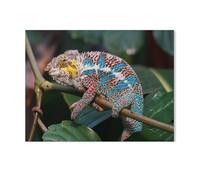 Jigsaw Puzzle 1000 Piece For Adults Kids，Chameleon Wildlife，Educational Intellectual Decompressing Toy Puzzles Fun Family Game For Kids Adults（75x50cm）-Q90