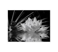 Jigsaw Puzzle 1000 Piece For Adults Kids，Water Lily，Educational Intellectual Decompressing Toy Puzzles Fun Family Game For Kids Adults（75x50cm）-D18