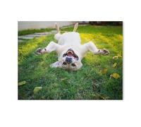 Jigsaw Puzzle 1000 Piece，Labrador Retriever upside down on its back，wooden Jigsaw Puzzle for Kids Adult, Puzzle Game Toys Gift for Wall Decoration（75x50cm）-K52