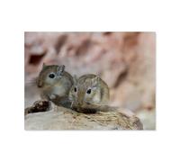 Jigsaw Puzzle 1000 Piece，Mongolian racing gerbil pair，Classic Puzzle DIY Kit wooden Toy Unique Gift Home Decor（75x50cm）-AH13