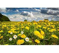 jigsaw puzzle 1000 piece,natural beauty,flowers,dandelions 38x26CM