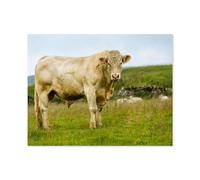 Jigsaw Puzzle 1000 Piece，Powerful Charolais bull showing his muscles in a field in Great Britain，Classic Puzzle DIY Kit Paper Toy Unique Gift Home Decor（50x70cm）-S37