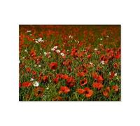 Jigsaw Puzzle 1000 Piece，Red poppies, colourful meadows，Classic Puzzle DIY Kit wooden Toy Unique Gift Home Decor（75x50cm）-AQ69