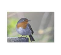 Jigsaw Puzzle 1000 Piece Robin Bird Animal Classic Adult DIY Kit Paper Toy Unique Gift Modern Home Decor 50x70CM
