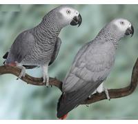 Jigsaw Puzzle 1000 Pieces AFRICAN GREY PARROT GLOSSY POSTER PICTURE PHOTO BANNER bird congo talk gray Family Fun Jigsaws Puzzles 1000 Pieces for Adults Gifts Challenging Puzzle Games
