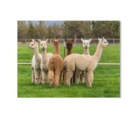 Jigsaw Puzzle 1000 Pieces，Alpacas on a ranch on a farm, Oregon，Large Family Puzzle Game Artwork for Adults Teens（50x70cm）-K55