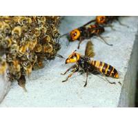 Jigsaw Puzzle 1000 Pieces ASIAN GIANT MURDER HORNET GLOSSY POSTER PICTURE PHOTO BANNER PRINT japanese Family Fun Jigsaws Puzzles 1000 Pieces for Adults Gifts Challenging Puzzle Games