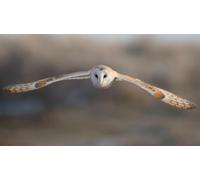 Jigsaw Puzzle 1000 Pieces BARN OWL GLOSSY POSTER PICTURE PHOTO PRINT BANNER bird nocturnal hoot Family Fun Jigsaws Puzzles 1000 Pieces for Adults Gifts Challenging Puzzle Games