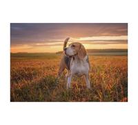 Jigsaw Puzzle 1000 Pieces，Beagle going for a walk after the rain in summer，Adult Puzzle Kids Puzzle wooden Puzzle Toy DIY Kit Home Decor（75x50cm）-T5