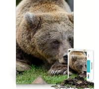 Jigsaw Puzzle 1000 Pieces Bear Sleep on Stone Exact Cut Play Logic Game Play Relax Time Game Xmas Art Gift (38x26cm)