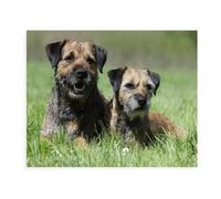 Jigsaw Puzzle 1000 Pieces,Border Terrier,Kids Art For Adults Children Games Educational Toys(38x26cm）-38