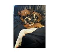 jigsaw puzzle 1000 pieces，Boxer Dog Animal，for age 14 years and over Puzzle game Offered as gifts for the whole family（50x70cm）-F28