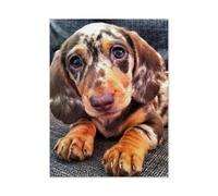 jigsaw puzzle 1000 pieces，Cute Small Dachshund Dog，for age 14 years and over Puzzle game Offered as gifts for the whole family（38x26cm）-A81