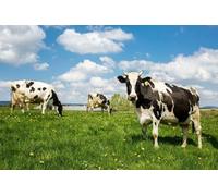 Jigsaw Puzzle 1000 Pieces DAIRY COWS POSTER PICTURE PHOTO BANNER holstein friesian black and white Family Fun Jigsaws Puzzles 1000 Pieces for Adults Gifts Challenging Puzzle Games