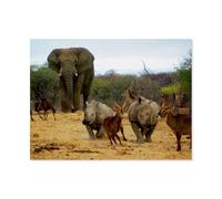 Jigsaw Puzzle 1000 Pieces，Elephant and other African animals，Large Family Puzzle Game Artwork for Adults Teens（38x26cm）-AT7