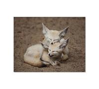 Jigsaw Puzzle 1000 Pieces，Fennec foxes taking a short break，wooden Children Toys Decompression Game（75x50cm）-O58