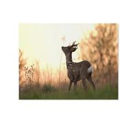 Jigsaw Puzzle 1000 Pieces for Adults，A deer enjoying the morning calm，Kids Teens Large Families Puzzle Game（75x50cm）-S36