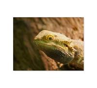 Jigsaw Puzzle 1000 Pieces for Adults，Bearded vulture，Large Puzzle Game Artwork for Adults Teens, Family Decorations, Unique Puzzle Gift（75x50cm）-AH18