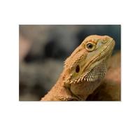 Jigsaw Puzzle 1000 Pieces for Adults，Bearded vulture，Unique Suitable for Teenagers and Adults, Home Decoration（38x26cm）-AH20