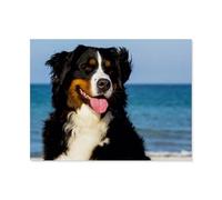 Jigsaw Puzzle 1000 Pieces for Adults，Bernese Mountain Dogs on the beach，Large Puzzle Game Artwork for Adults Teens, Family Decorations, Unique Puzzle Gift（50x70cm）-AP54