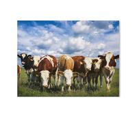 Jigsaw Puzzle 1000 Pieces for Adults，Cows in a green summer meadow，Teens Boys Girls Puzzles Difficult Thick Sturdy Pieces Challenging Puzzle for Party Games（38x26cm）-H48