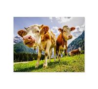 Jigsaw Puzzle 1000 Pieces for Adults，Curious cows on the Eng Alm in Austria，Unique Suitable for Teenagers and Adults, Home Decoration（75x50cm）-E64