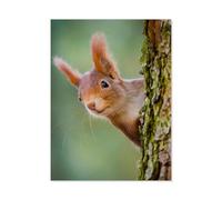 Jigsaw Puzzle 1000 Pieces for Adults，Curious red squirrel peeking out from behind a tree trunk，Teens Boys Girls Puzzles Difficult Challenging Puzzle for Party Games Kids Family Friends（38x26cm）-E46