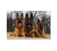 Jigsaw Puzzle 1000 Pieces for Adults,German shepherd,Kids Teens Large Families Puzzle Game(38x26cm)-G28