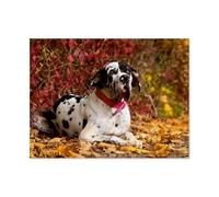 Jigsaw Puzzle 1000 Pieces for Adults，Great Danes，Teens Boys Girls Puzzles Difficult Thick Sturdy Pieces Challenging Puzzle for Party Games（75x50cm）-AQ11