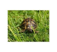 Jigsaw Puzzle 1000 Pieces for Adults，Greek tortoise baby in the meadow，Large Puzzle Game Artwork for Adults Teens（38x26cm）-AO41