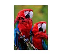 Jigsaw Puzzle 1000 Pieces for Adults，Green-winged macaw pair，Paper Puzzle - Unique Suitable for Teenagers and Adults（50x70cm）-AF97