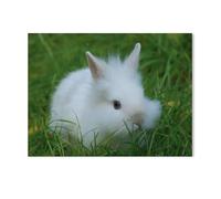 Jigsaw Puzzle 1000 Pieces for Adults，Little White Dwarf Rabbit，Kids Teens Large Families Puzzle Game（75x50cm）-AB72