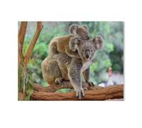 Jigsaw Puzzle 1000 Pieces for Adults，Mother koala with baby on her back on a eucalyptus tree，Large Puzzle Game Artwork for Adults Teens, Family Decorations, Unique Puzzle Gift（50x70cm）-H2