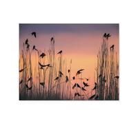 Jigsaw Puzzle 1000 Pieces for Adults，Swallows gathering in a reed bed, their roosting place，Teens Boys Girls Puzzles Difficult Challenging Puzzle for Party Games Kids Family Friends（75x50cm）-Q46