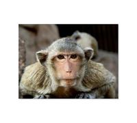 Jigsaw Puzzle 1000 Pieces for Adults，Thailand, monkey in Lopburi，Kids Teens Large Families Puzzle Game（50x70cm）-AO88