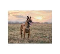 Jigsaw Puzzle 1000 Pieces for Adults,The Malinois,Teens Boys Girls Puzzles Difficult Thick Sturdy Pieces Challenging Puzzle for Party Games(75x50cm)-AO51