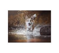 Jigsaw Puzzle 1000 Pieces for Adults，Water action with the Welsh Corgi Molly，Kids Teens Large Families Puzzle Game（38x26cm）-AO39