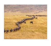 Jigsaw Puzzle 1000 Pieces for Adults，Wildebeest Migration in the African Savanna，Paper Puzzle - Unique Suitable for Teenagers and Adults（50x70cm）-X21