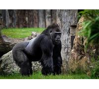 Jigsaw Puzzle 1000 Pieces Four Eagles Under the Banner Brain Challenge Puzzle Sets for Kids Educational Games for Children Gift 50x70cm