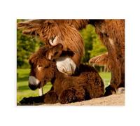 Jigsaw Puzzle 1000 Pieces，Harmony Between a Donkey Mare and Her Foal，Adult Puzzle Kids Puzzle Paper Puzzle Toy DIY Kit Home Decor（38x26cm）-BC64