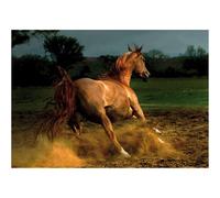 Jigsaw Puzzle - 1000 Pieces - Horses : Beige Horse
