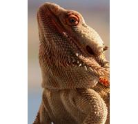 Jigsaw Puzzle 1000 Pieces Inland Bearded Dragon Desert Animals Print Wall Art Home Decor Family Fun Jigsaws Puzzles 1000 Pieces for Adults Gifts Challenging Puzzle Games