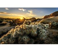 jigsaw puzzle 1000 pieces,Natural beauty,Sun,Sunset,California,USA,Joshua Tree National Park 38x26CM